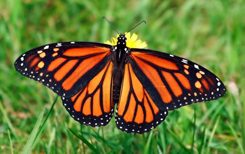 Monarch (Danaus plexippus)